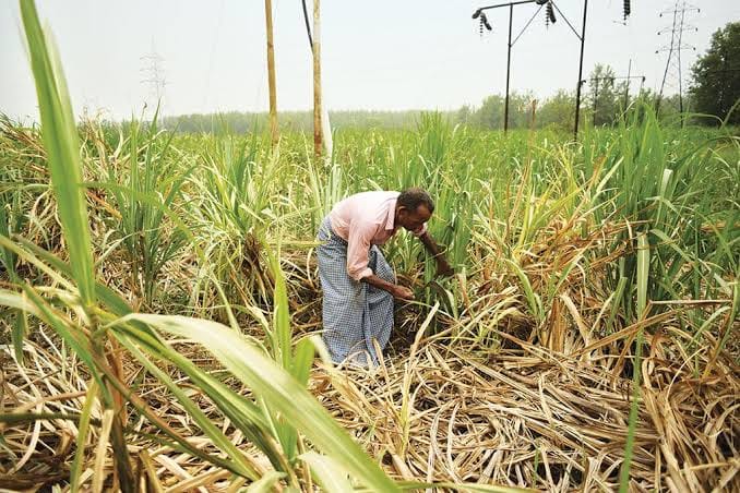 Indians in Agriculture