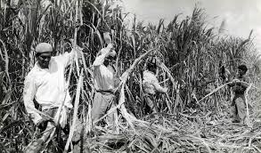 Indentured Labourers